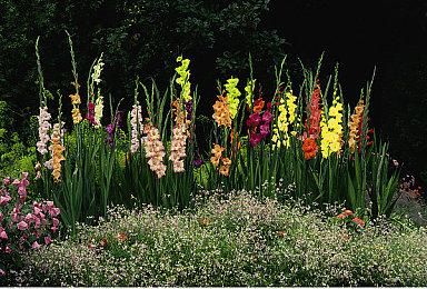 《宝可梦：大集结》“多龙巴鲁托”演示 12月29日上线